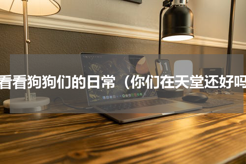 来看看狗狗们的日常（你们在天堂还好吗）