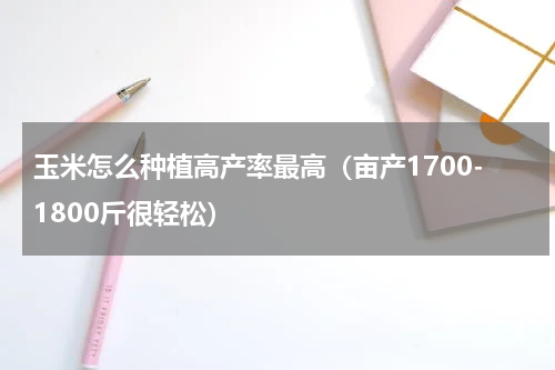 玉米怎么种植高产率最高（亩产1700-1800斤很轻松）