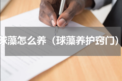 球藻怎么养（球藻养护窍门）