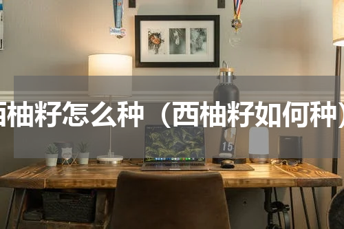 西柚籽怎么种（西柚籽如何种）