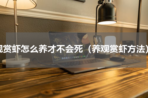 观赏虾怎么养才不会死（养观赏虾方法）
