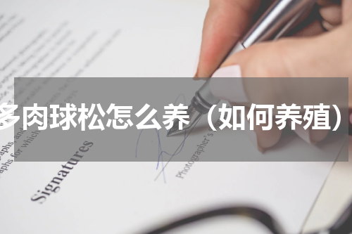 多肉球松怎么养（如何养殖）