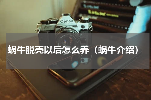 蜗牛脱壳以后怎么养（蜗牛介绍）