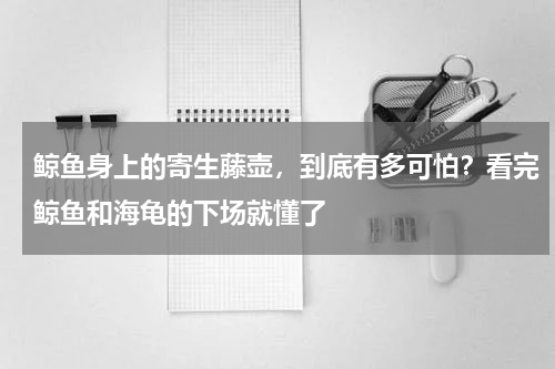 鲸鱼身上的寄生藤壶，到底有多可怕？看完鲸鱼和海龟的下场就懂了
