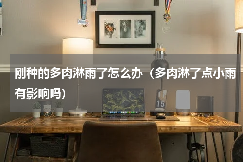 刚种的多肉淋雨了怎么办（多肉淋了点小雨有影响吗）