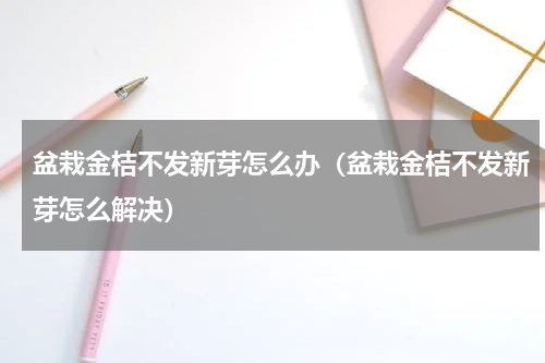 盆栽金桔不发新芽怎么办（盆栽金桔不发新芽怎么解决）