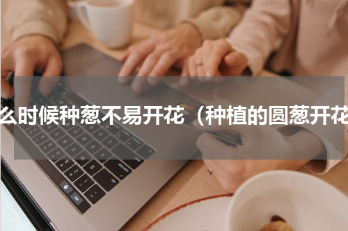 什么时候种葱不易开花（种植的圆葱开花）