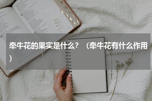牵牛花的果实是什么？（牵牛花有什么作用）