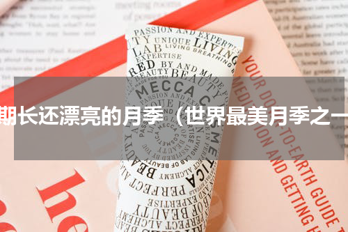 花期长还漂亮的月季（世界最美月季之一）