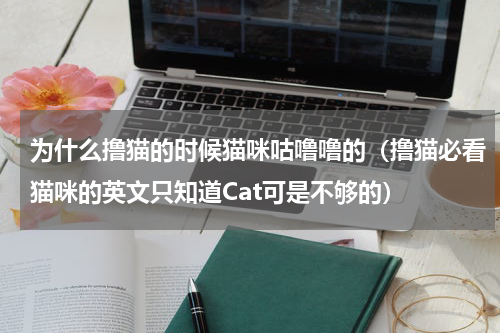 为什么撸猫的时候猫咪咕噜噜的（撸猫必看猫咪的英文只知道Cat可是不够的）