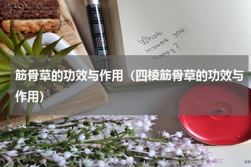 筋骨草的功效与作用（四棱筋骨草的功效与作用）
