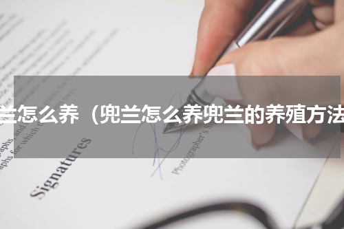 兜兰怎么养（兜兰怎么养兜兰的养殖方法）
