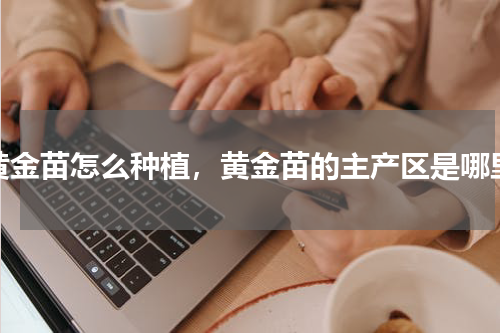 黄金苗怎么种植，黄金苗的主产区是哪里