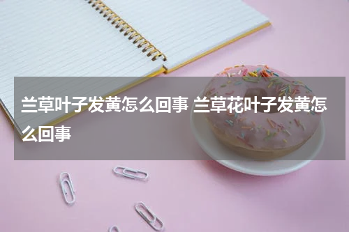 兰草叶子发黄怎么回事 兰草花叶子发黄怎么回事