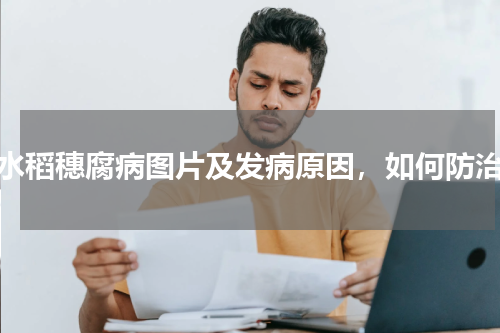 水稻穗腐病图片及发病原因，如何防治