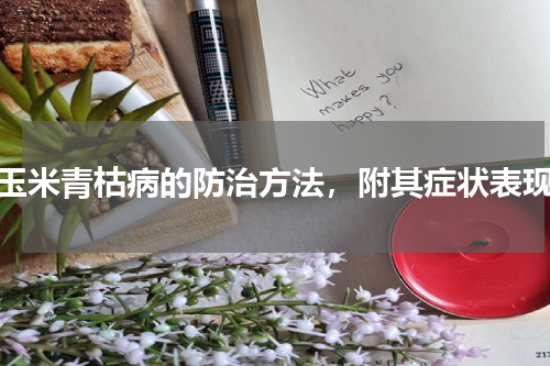 玉米青枯病的防治方法，附其症状表现