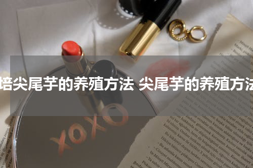 水培尖尾芋的养殖方法 尖尾芋的养殖方法