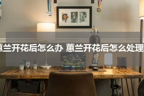 蕙兰开花后怎么办 蕙兰开花后怎么处理