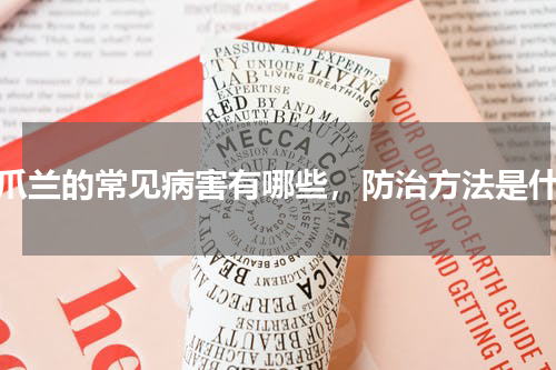蟹爪兰的常见病害有哪些，防治方法是什么