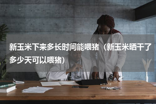 新玉米下来多长时间能喂猪（新玉米晒干了多少天可以喂猪）