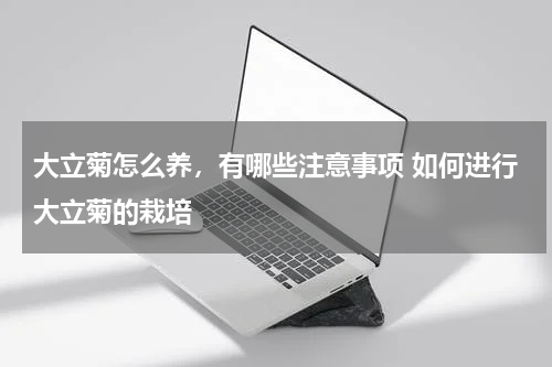 大立菊怎么养，有哪些注意事项 如何进行大立菊的栽培