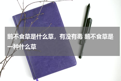鹅不食草是什么草，有没有毒 鹅不食草是一种什么草