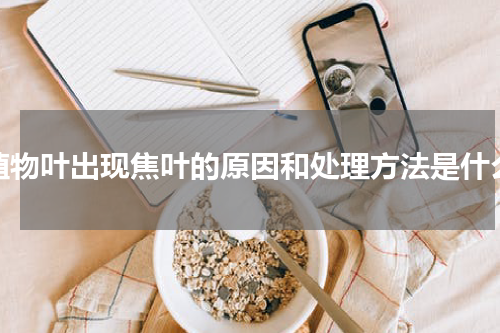 植物叶出现焦叶的原因和处理方法是什么