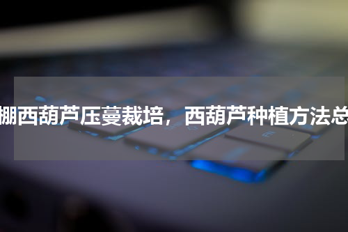 大棚西葫芦压蔓裁培，西葫芦种植方法总结