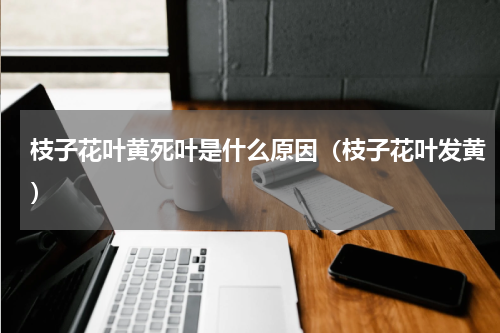 枝子花叶黄死叶是什么原因（枝子花叶发黄）