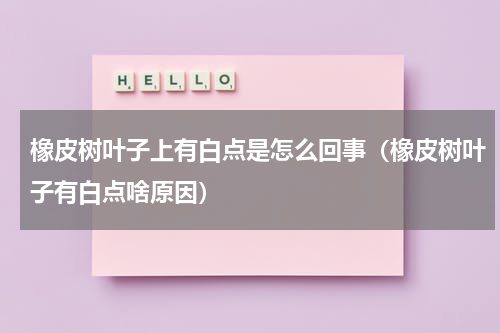 橡皮树叶子上有白点是怎么回事（橡皮树叶子有白点啥原因）