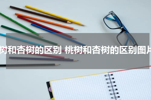 桃树和杏树的区别 桃树和杏树的区别图片